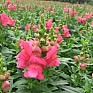 Львиный зев (Антирринум) большой (Antirrhinum majus)