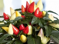 Перец летний (Salsa XP)