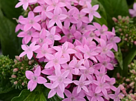 Пентас ланцетовидный