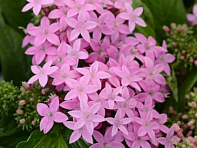 Пентас ланцетовидный (Lucky Star F1)