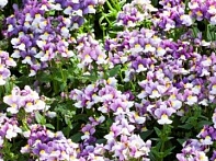 Немезия лазоревая