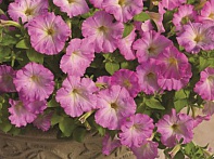 Петуния ампельная гибридная