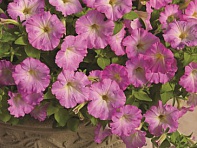 Петуния ампельная гибридная (Picobella Cascade F1)