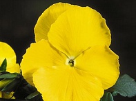 Виола Виттрока