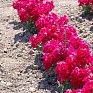 Львиный зев (Антирринум) махровый (Antirrhinum majus)
