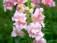 Львиный зев (Антирринум) махровый (Madame Butterfly F1)