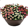 Маргаритка многолетняя (Bellis perennis)