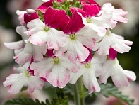 Вербена гибридная ампельная (Obsession Cascade F1)