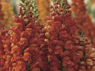 Львиный зев (Антирринум) большой (Overture F1)