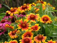 Гайлардия остистая крупноцветковая (Mesa F1)