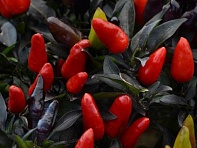 Перец летний (Midnight Fire)