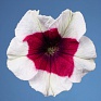 Петуния многоцветковая (Petunia multiflora)