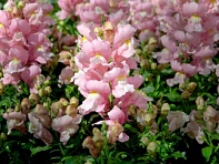 Львиный зев (Антирринум) большой (Snappy F1)