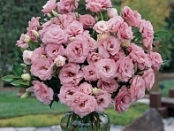 Лизиантус (Эустома) крупноцветковый (ABC F1)