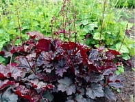 Гейхера мелкоцветная (Palace Purple)