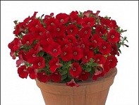 Петуния ампельная гибридная (Baby Gioconda F1)