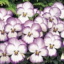 Виола рогатая (Viola cornuta) Виола рогатая (Viola cornuta)