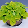 Колеус Блюме (Coleus blumei)