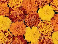 Бархатцы отклоненные (Bonanza)