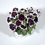 Петуния многоцветковая бахромчатая (Petunia multiflora)