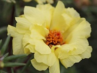 Портулак крупноцветковый (Sunnyside)