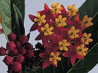 Ваточник курассавский (Silky)