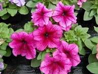 Петуния крупноцветковая (генетически компактная) (Limbo GP F1)