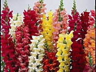 Львиный зев (Антирринум) большой (Liberty Classic F1)