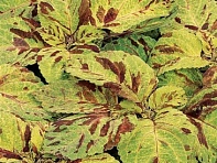 Колеус гибридный (Wizard)