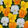 Виола рогатая (Viola cornuta)
