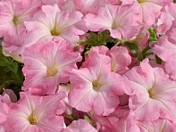 Петуния многоцветковая (Celebrity F1)