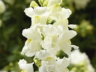 Львиный зев (Антирринум) большой (Snaptini F1)