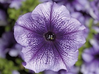 Петуния крупноцветковая (Tritunia F1)