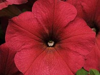 Петуния ампельная гибридная (Easy Wave F1)