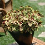 Колеус гибридный (Coleus х hybrida)