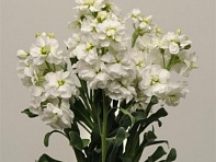 Левкой седой (Katz) Левкой седой (Katz)