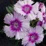 Гвоздика китайская (Dianthus chinensis)