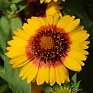 Гайлардия остистая крупноцветковая (Gaillardia aristata grandiflora)