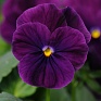 Виола рогатая (Viola cornuta)