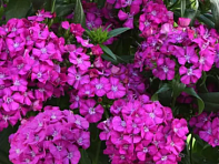 Гвоздика турецкая (Jolt F1)