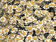 Пиретрум девичий (Vegmo)