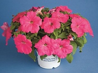 Петуния многоцветковая (Hurrah F1)