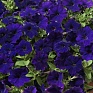 Петуния ампельная гибридная (Petunia x hybrida)