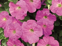 Петуния ампельная гибридная