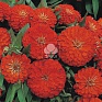 Цинния изящная (Zinnia elegans)