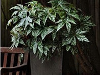 Бегония гибридная (Gryphon)