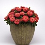 Цинния мариландская (Zinnia marylandica)