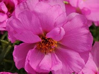 Портулак крупноцветковый (Happy Hour)