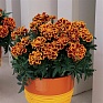 Бархатцы отклоненные (Tagetes patula)