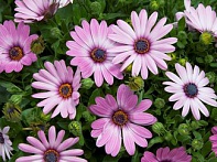 Остеоспермум Эклона